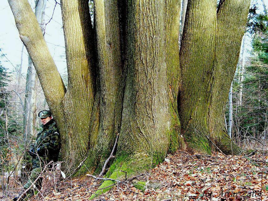 Iwonicka Hydra. Niezwykła lipa z iwonickiego lasu