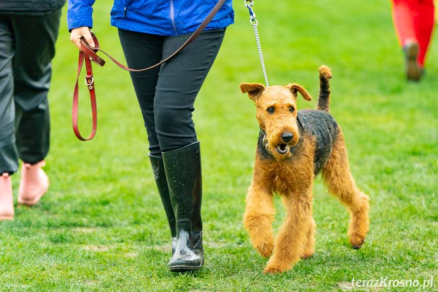 XXX Jubileuszowa Podkarpacka wystawa Psów Rasowych w Krośnie 