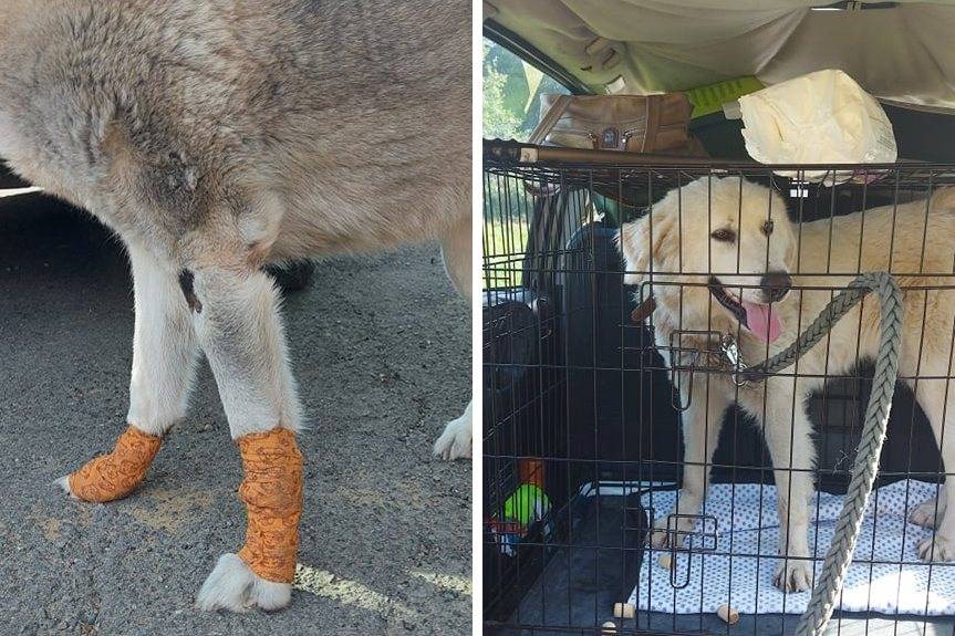 Krościenko Wyżne. Areszt za znęcanie się nad zwierzętami