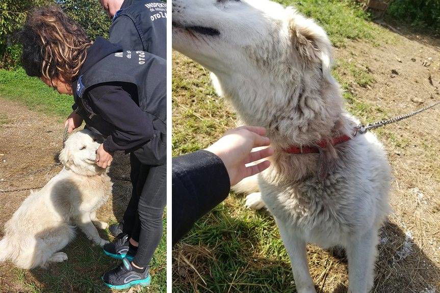 Krościenko Wyżne. Areszt za znęcanie się nad zwierzętami