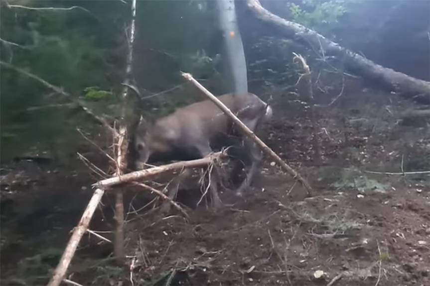 REGION. Uwolnili jelenia z wnyków [FILM]