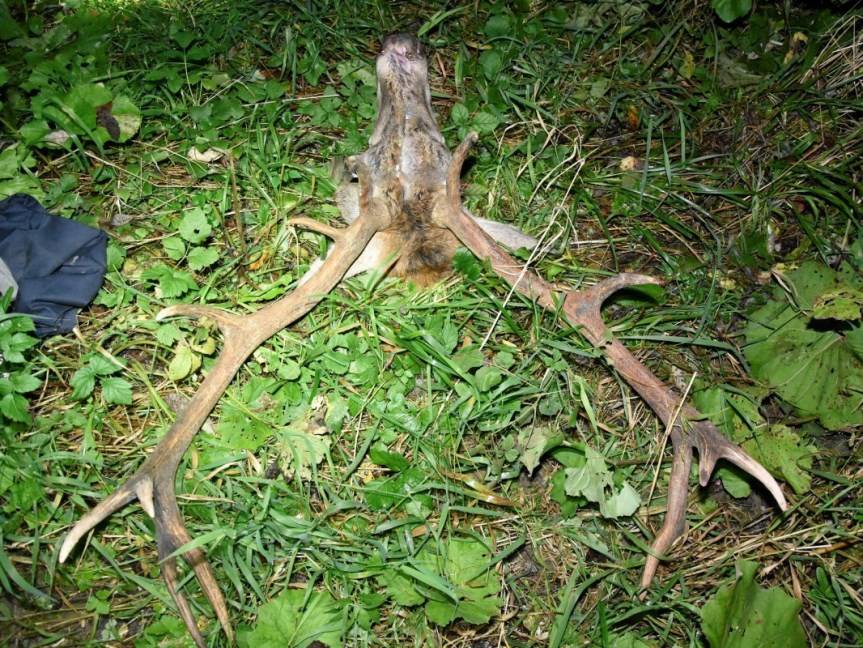 REGION. Nielegalna broń myśliwska u Czecha i Słowaka