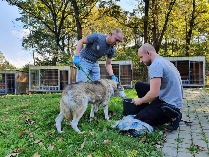 Pies ciągnięty za samochodem w Krościenku Wyżnym powraca do zdrowia. Jest apel o pomoc