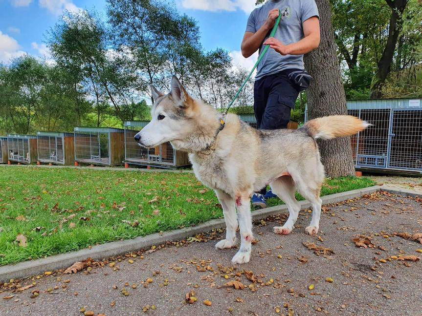 Pies ciągnięty za samochodem w Krościenku Wyżnym powraca do zdrowia. Jest apel o pomoc
