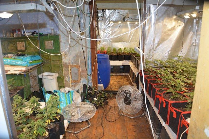 REGION. Policjanci zlikwidowali plantację konopi indyjskich