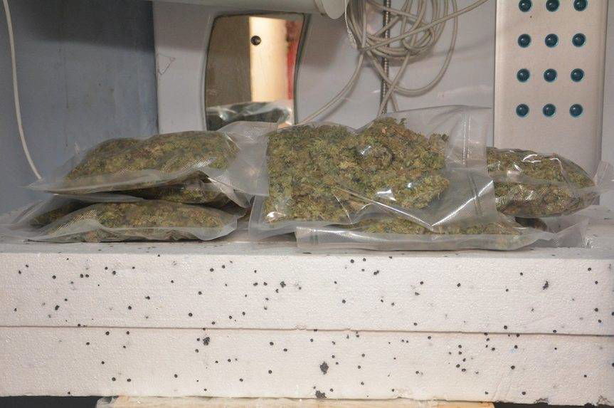 REGION. Policjanci zlikwidowali plantację konopi indyjskich