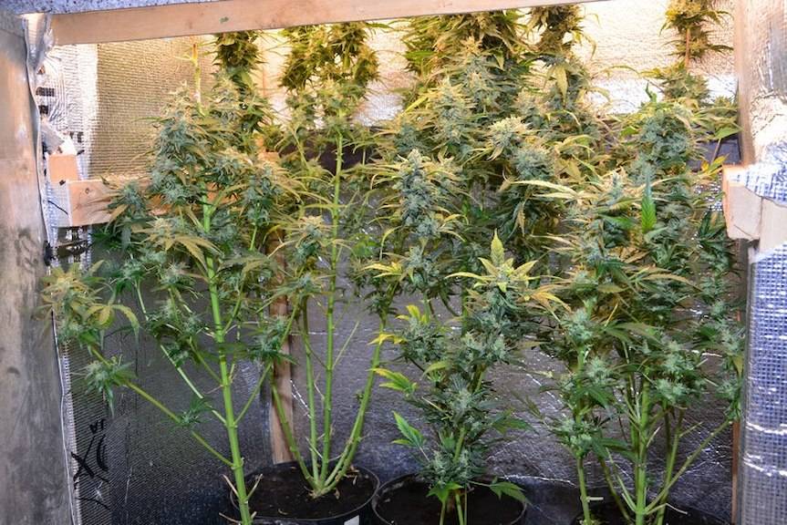 Konopie indyjskie i marihuana w mieszkaniu 30-latka