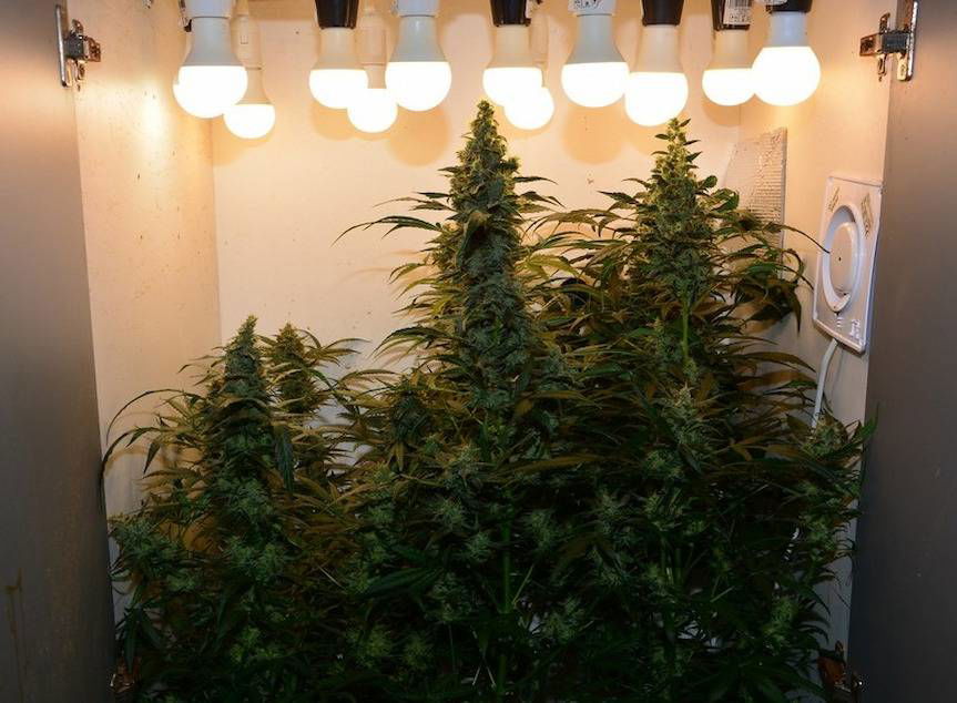 Konopie indyjskie i marihuana w mieszkaniu 30-latka