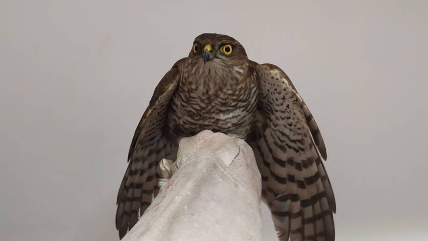 Ptaki otrzymały pomoc