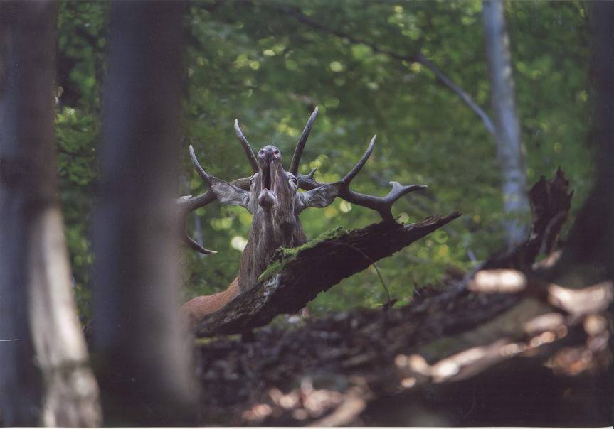 Konkurs "Leśne fotografie". Nagrody czekają