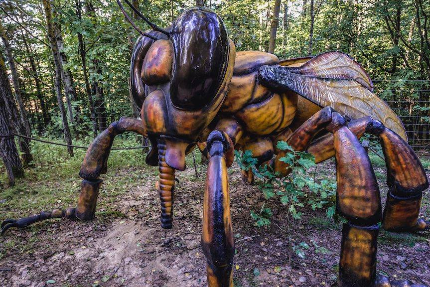 Gigantyczne owady w Niżnej Łące? Jest szansa