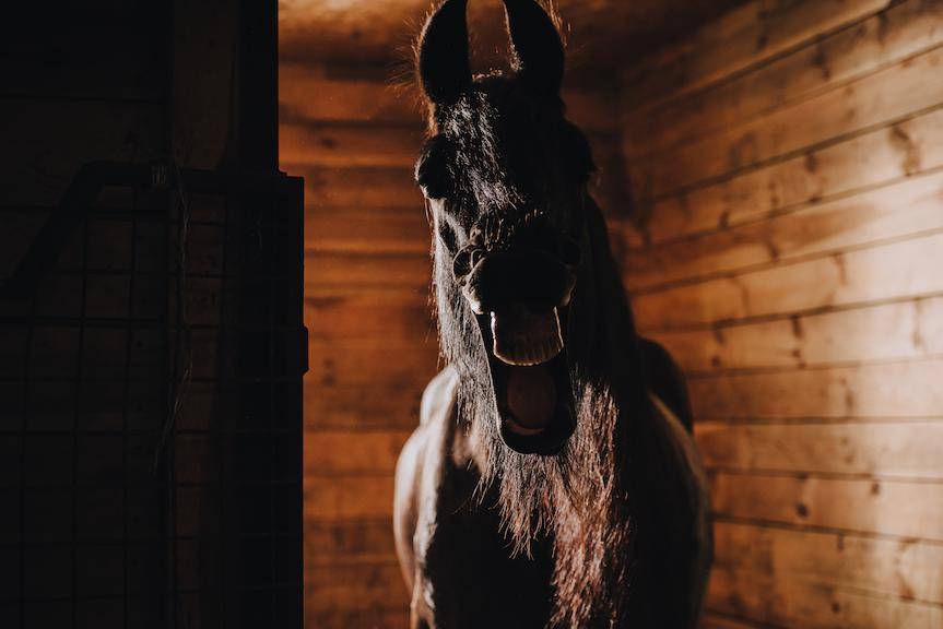 REGION. Nie żyje 66-latek poturbowany przez konia