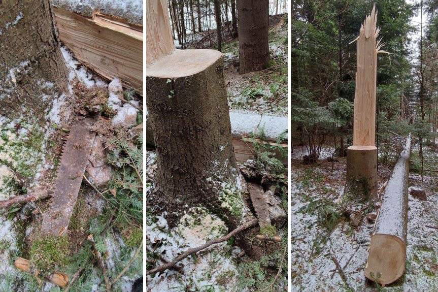 Chcieli ukraść drewno z lasu. Natura nie dała za wygraną