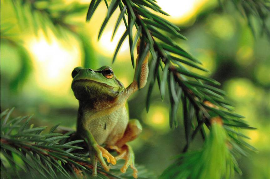 Krosno. Znamy laureatów konkursu Leśne Fotografie [LISTA] 