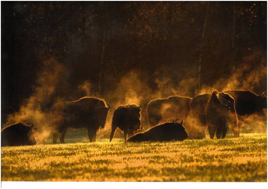 Leśne Fotografie 2021. Zobacz nagrodzone i wyróżnione zdjęcia