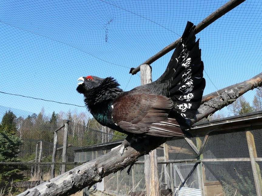 Głuszce już "czują" wiosnę