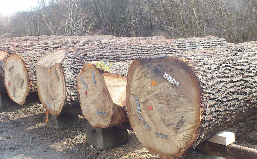 Krosno. Jakie drewno jest najbardziej poszukiwane?