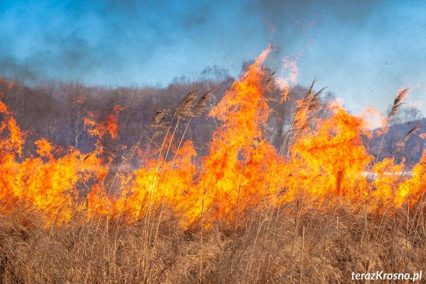 Pożar nieużytków rolnych w Krościenku Wyżnym. Strażacy znaleźli poparzonego 78-latka