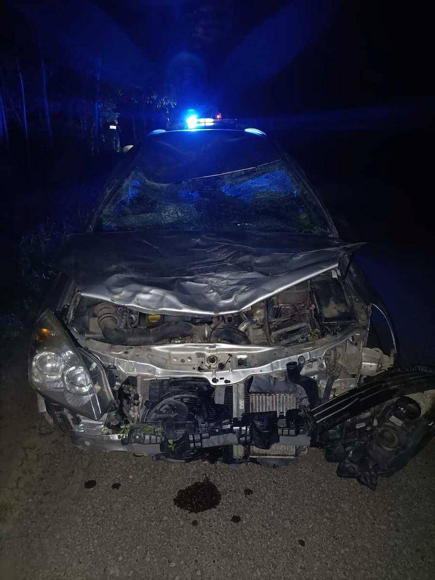 Zderzenie opla z... żubrem