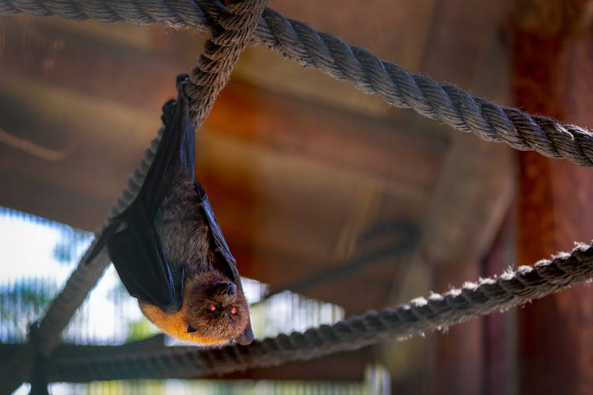 O nietoperzach i ich ochronie. PRZYRODOmaniacy zapraszają do Rymanowa-Zdroju