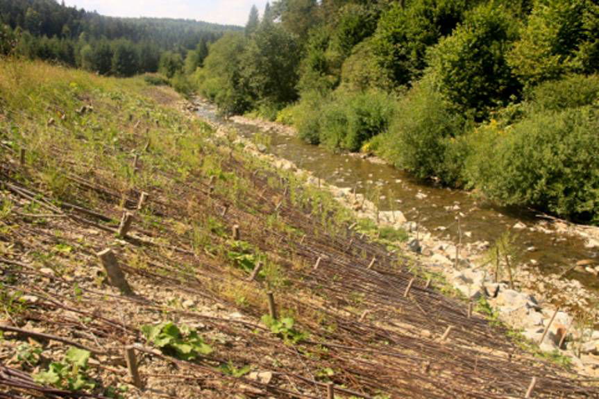 Woda zatrzymana w lesie