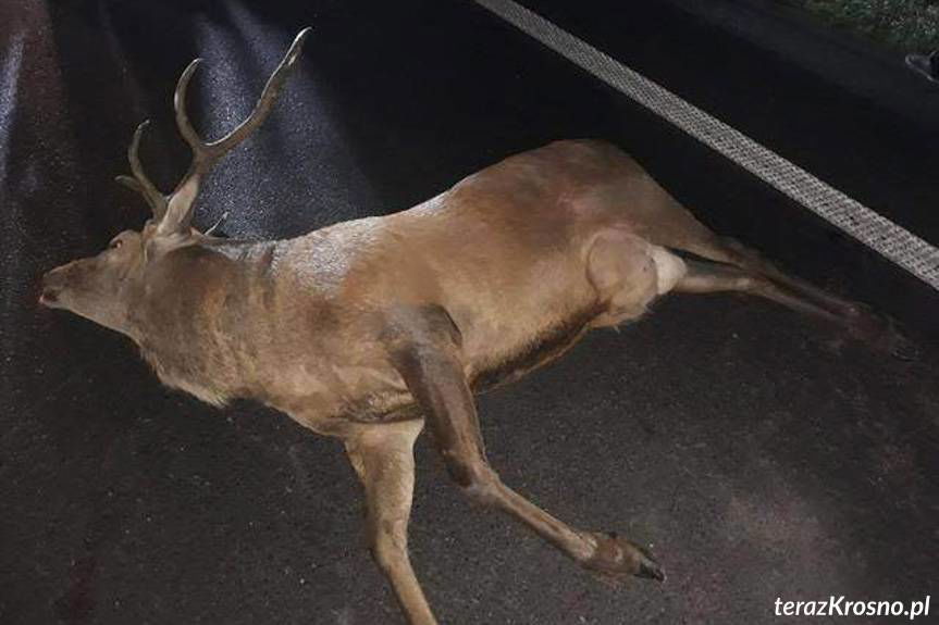 Iwonicz. Samochód osobowy zderzył się z jeleniem