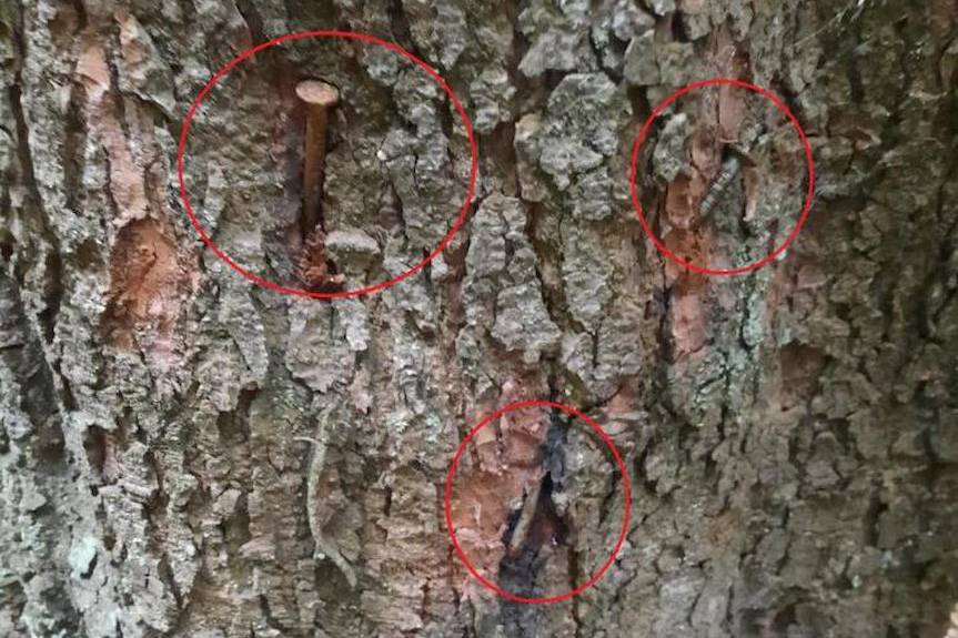 Ekoterror w Nadleśnictwie Lutowiska