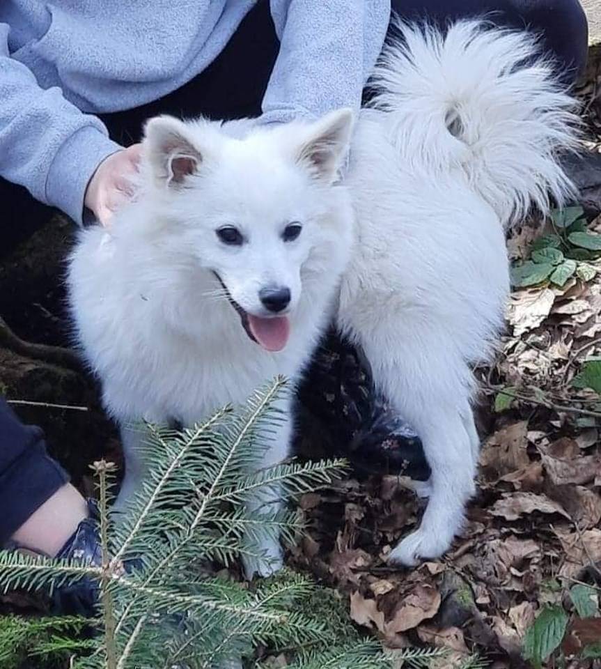 Rogi. Zaginął pies Bajka