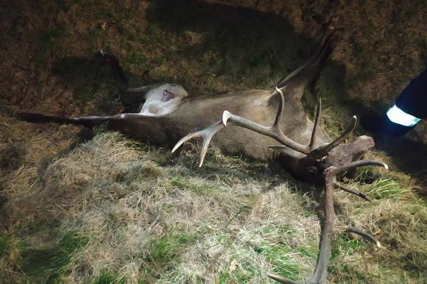 Samochód osobowy zderzył się z jeleniem