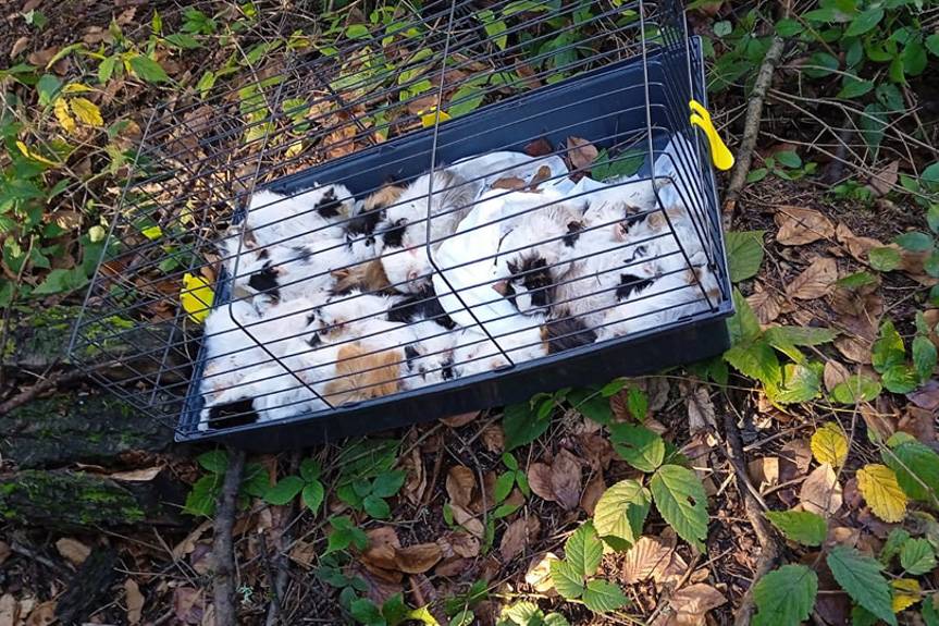 Kto wyrzucił świnki morskie?