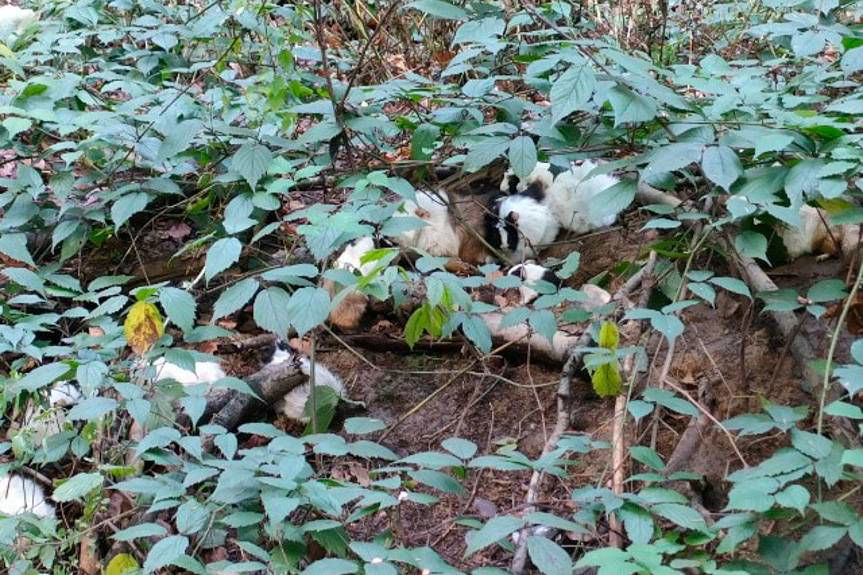 Kto wyrzucił świnki morskie?