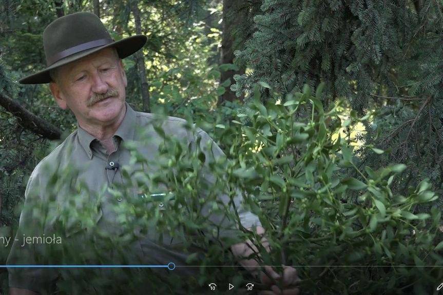 Jemioła zagraża podkarpackim drzewostanom