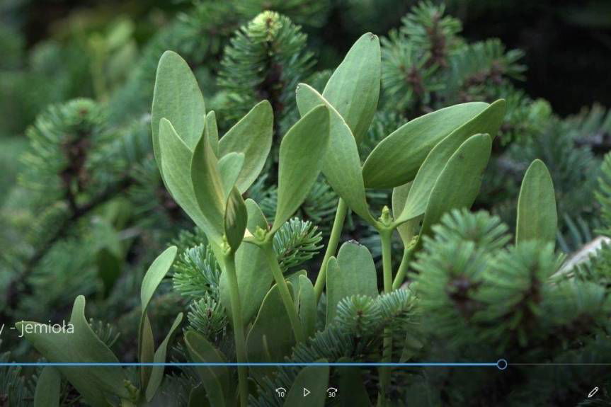 Jemioła zagraża podkarpackim drzewostanom