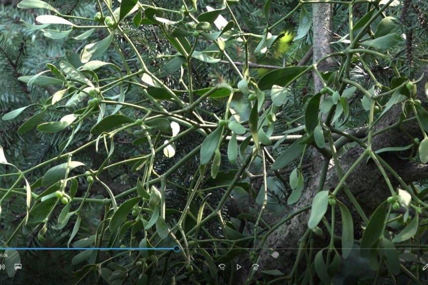 Jemioła zagraża podkarpackim drzewostanom