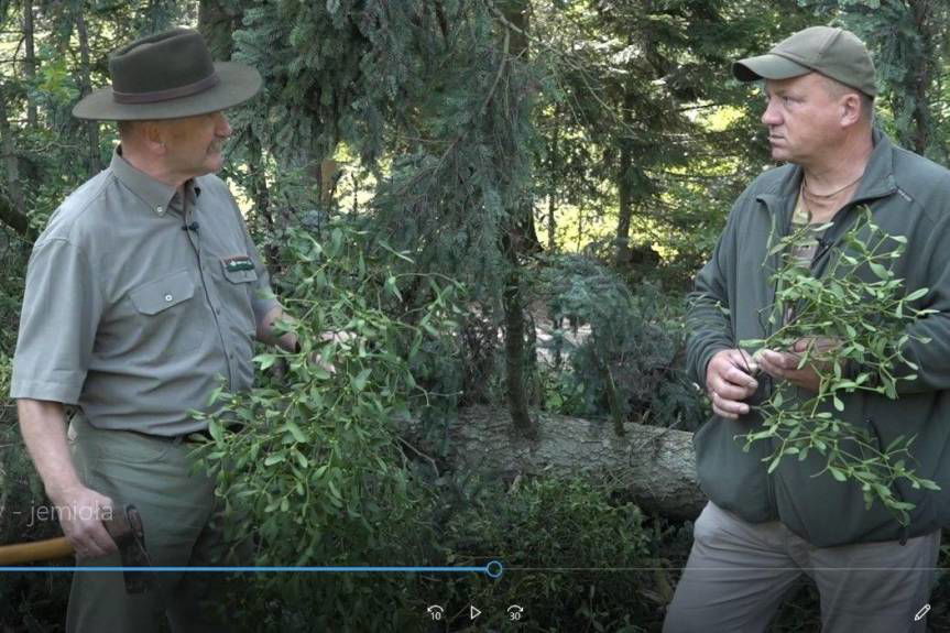 Jemioła zagraża podkarpackim drzewostanom