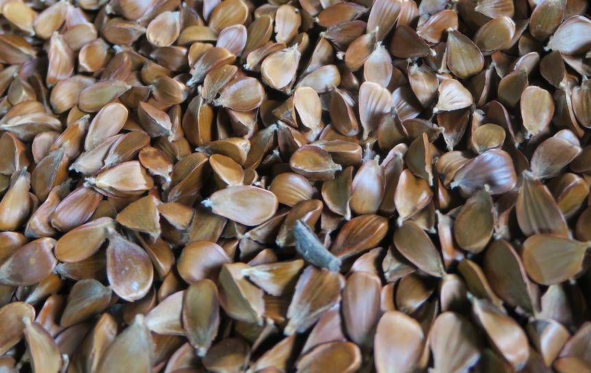 Rok 2022 urodzajny dla jodły i buka