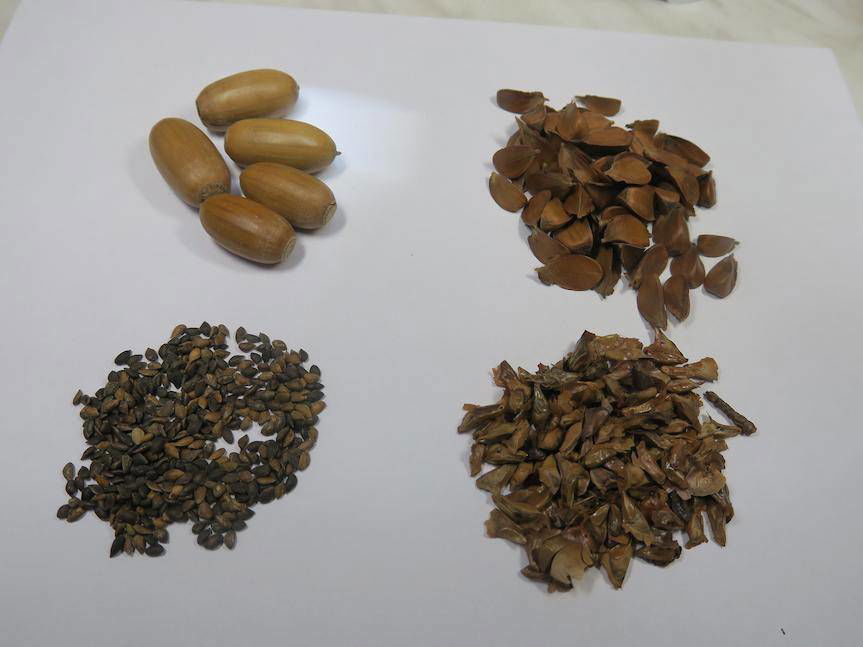 Rok 2022 urodzajny dla jodły i buka