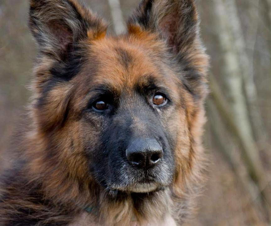 Nero czeka na adopcję