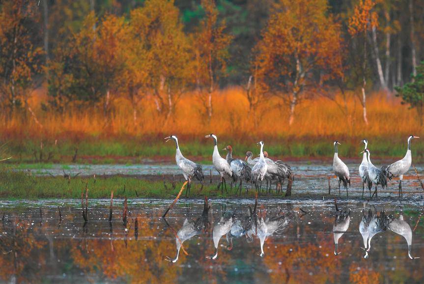 Leśne Fotografie 2022. Znamy laureatów konkursu