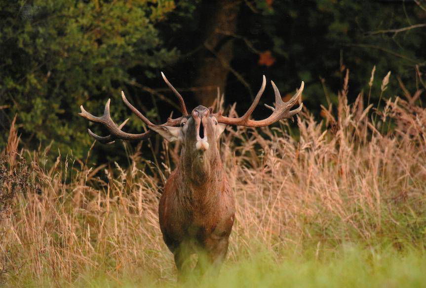 Leśne Fotografie 2022. Znamy laureatów konkursu