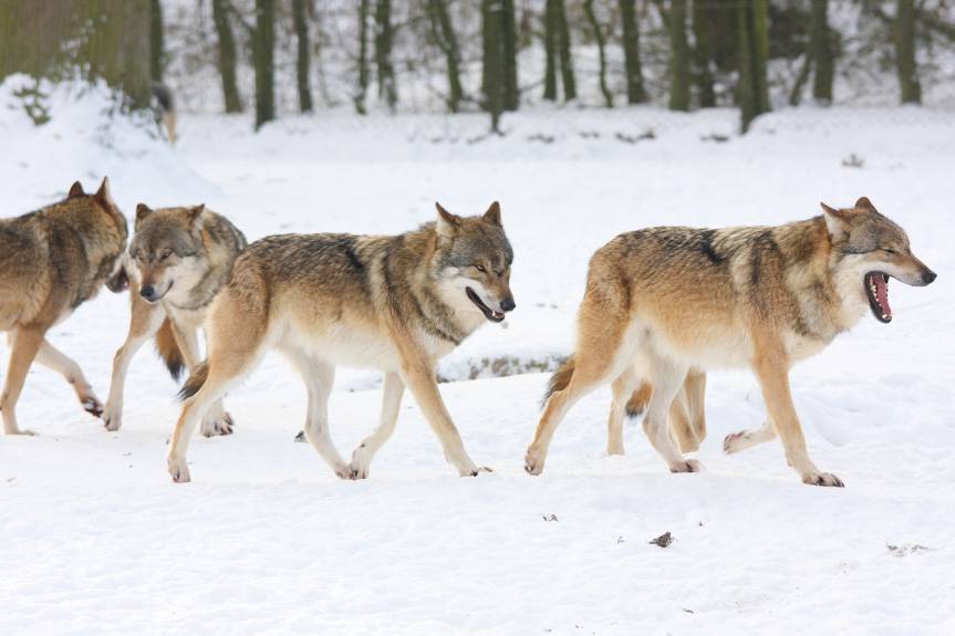 Burmistrz ostrzega mieszkańców przed wilkami