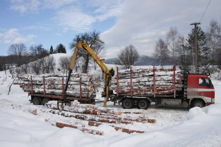 Drewno z lasów podkarpackich trafi na rynek