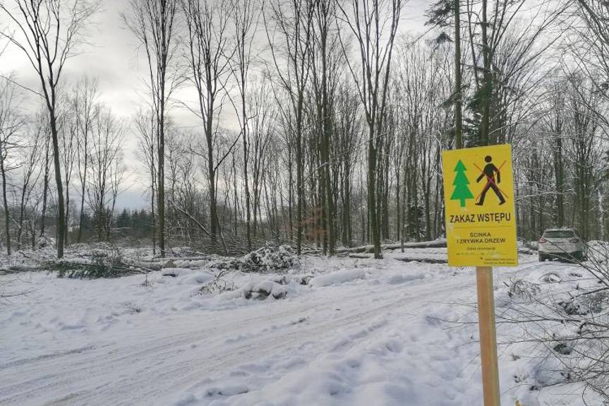 Wylesiają pod S19