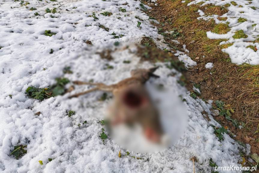 Rozszarpana sarna w pobliżu domu. Padła ofiarą wilków?