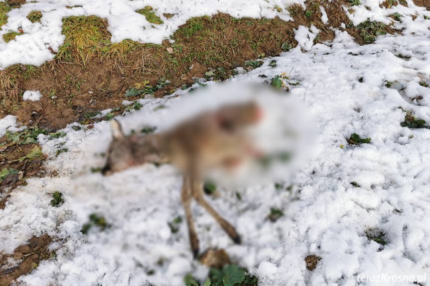 Rozszarpana sarna w pobliżu domu. Padła ofiarą wilków?
