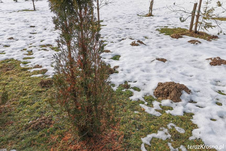 Rozszarpana sarna w pobliżu domu. Padła ofiarą wilków?