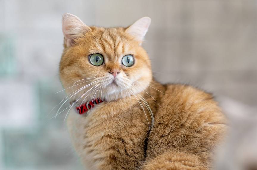 Zaczipuj za darmo psa i kota