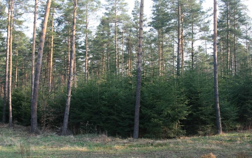 Prostujemy kłamstwo o lasach