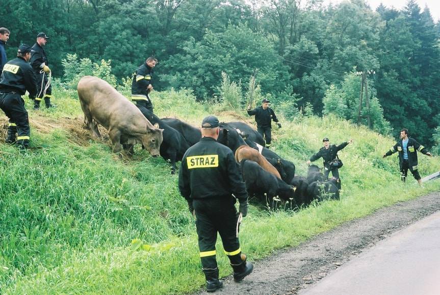 Byki nad przepaścią. Wypadek w Woli Komborskiej