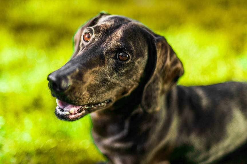 Podwyżka podatku od psa. Maksymalna stawka w górę